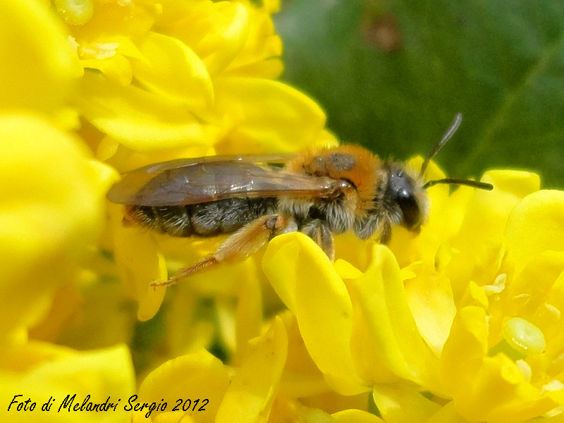 Andrena haemorrhoa (Apidae Andreninae)